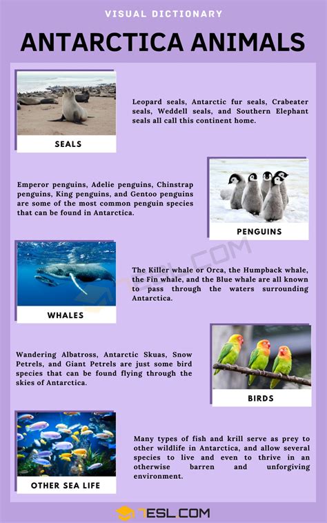Antarctica Animals Names in English • 7ESL