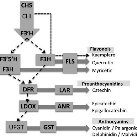 Simplified flavonoid biosynthetic pathway showing steps specific to the ...