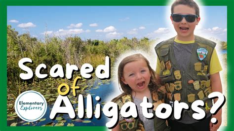 Shark Valley Tram Tour - Alligators All Around! - Everglades National Park, Florida - YouTube