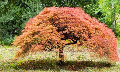 Growing Japanese Dwarf Maple Tree In Your Garden: A Guide