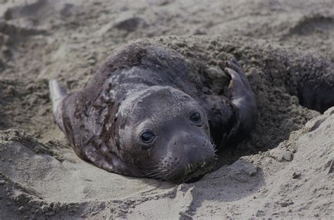 Newborn Northern Elephant Seal Pup Photograph by Don Kreuter