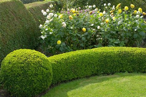 15 Ways to Trim a Hedge in Your Yard