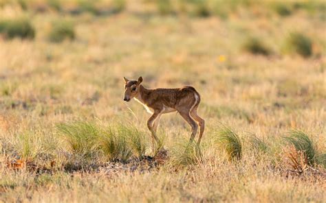 Critically endangered antelope saiga makes comeback | RNZ News