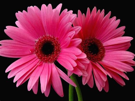 HD Wallpapers: Pink Daisy Flowers Pictures