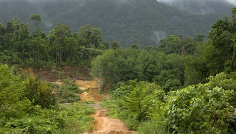 What Plants Live in the Canopy Layer? | Sciencing