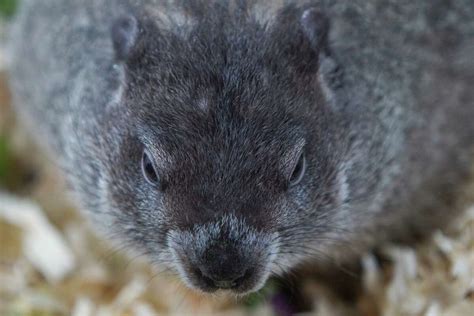 9 groundhog facts