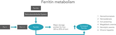 Ferritin Test Kit - PremaLabs UK