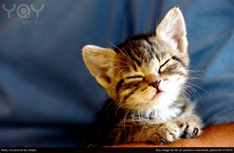 Baby Kitten Wallpapers - Top Free Baby Kitten Backgrounds - WallpaperAccess