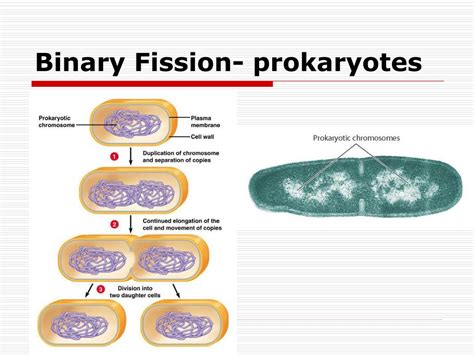 PPT - Cell division: mitosis and meiosis PowerPoint Presentation - ID:440792