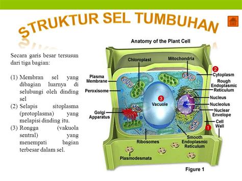 √ Pengertian Sel Tumbuhan & Ulasan 3 Fungsi Sel Tumbuhan