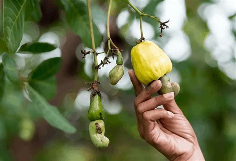 Cashew Tree