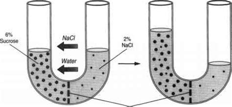 Notes Diffusion - Green Algae - 78 Steps Health