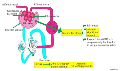 Microalbuminuria – Labpedia.net