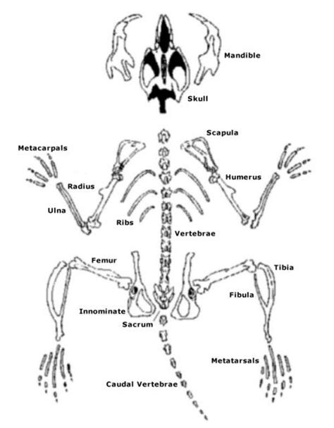 Owl Pellet Lab - Dissection Project | HST Learning Center | Owl pellets, Homeschool science ...