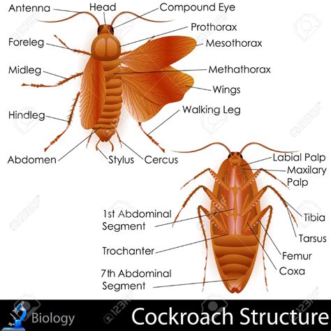 Cockroach Anatomy Royalty Free Cliparts, Vectors, And Stock ...