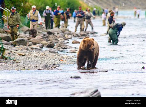 A Brown Bear fishing for salmon on the Russian River with fishermen Stock Photo: 30279673 - Alamy