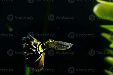 a black and yellow fish swimming in an aquarium 35671788 Stock Photo at ...