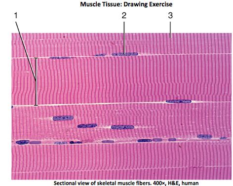 Skeletal Muscle Tissue Drawing Labeled - Kremi Png