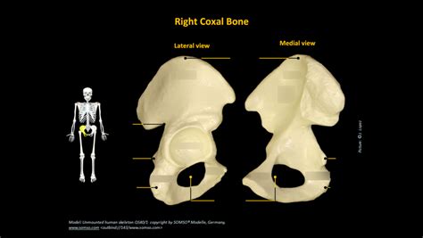 Coxal Bone Diagram | Quizlet