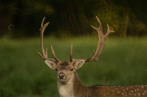 Deer In The Forest Free Stock Photo - Public Domain Pictures