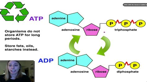 Atp Cycle Diagram And Labeled