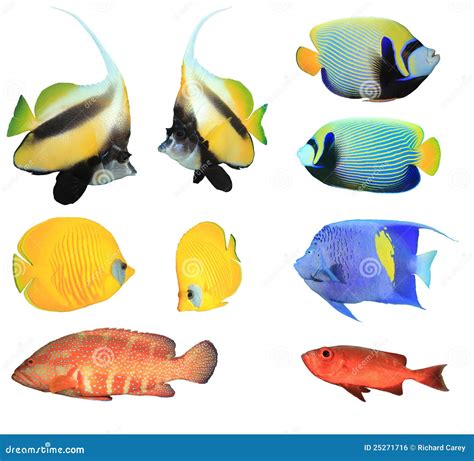 Tropical Fishes On White Background Stock Photo - Image: 25271716