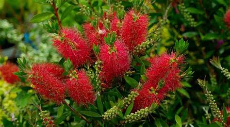 Australian Desert Plants