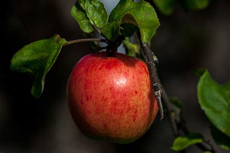 Download free photo of Apple,red,autumn,fall,food - from needpix.com