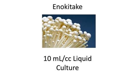 10 Ml/cc Enokitake Liquid Culture - Etsy