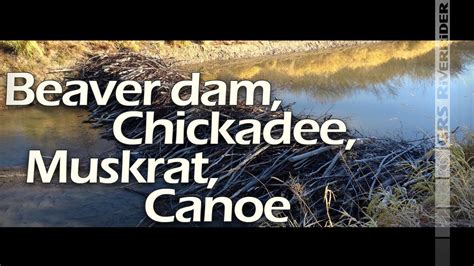 Beaver Dam, Chickadee, Muskrat, Canoe | Creek Canoeing - YouTube