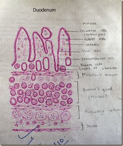 Duodenum Slide Labeled