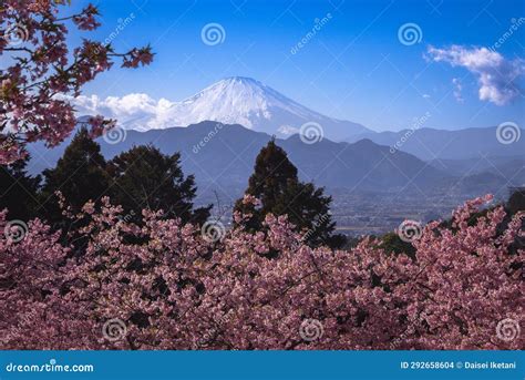 Cherry Blossoms and Snowcapped Mt. Fuji in Japan Stock Photo - Image of fuji, japan: 292658604