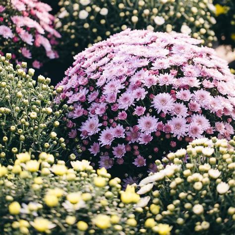 Small Flowering Bushes For Garden : 17 Low-Maintenance Plants and Dwarf Shrubs | DIY - Shrubs ...