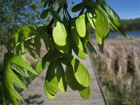 Distracted Naturalist: Silver Maple Seeds