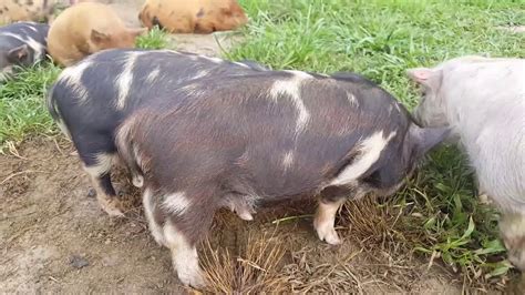 Kunekune Pig Colors-such a diverse and healthy heritage breed ...