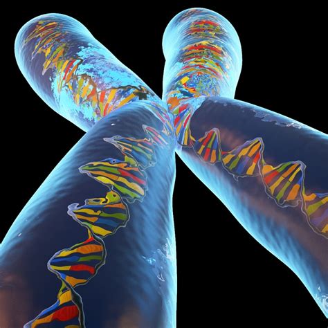 chromosome 3d model