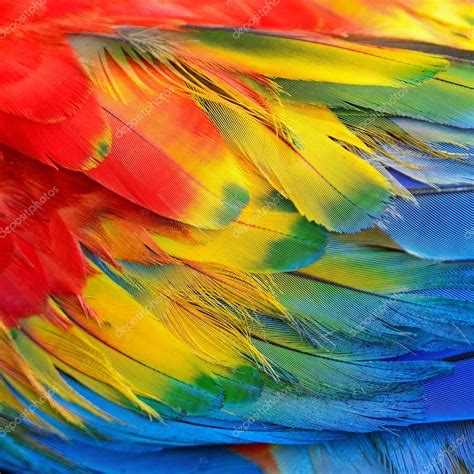 Scarlet Macaw feathers — Stock Photo © panuruangjan #41685853