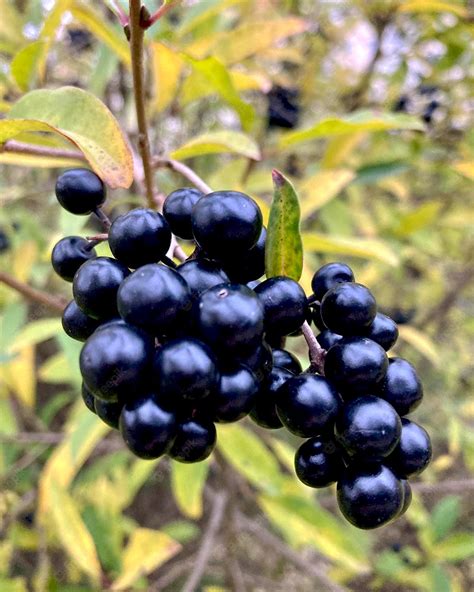 Premium Photo | Black privet berries with leaves of ligustrum vulgare.