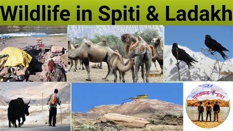 Wildlife in Ladakh & Spiti seen during bike trip | Birds & Animals of ...