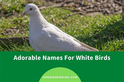 200+ Cute and Funny White Bird Names - Sonoma Birding