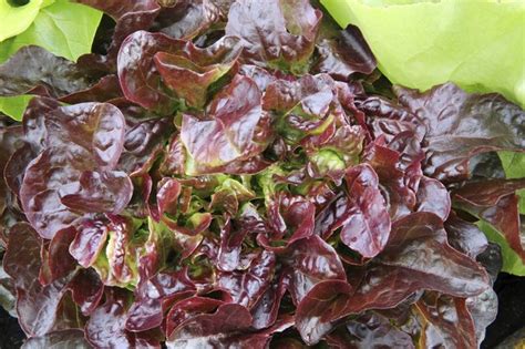 Red Leaf Lettuce Nutrition Information | Livestrong.com