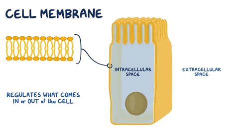 Cell membrane: Video, Anatomy, Definition & Function | Osmosis