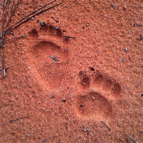 Black Bear Tracks | So Alive | Flickr