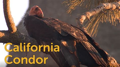 California Condor Size And Weight | Blog Dandk