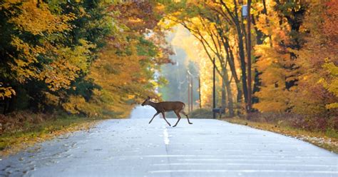 Deer pose increasing threat to motorists