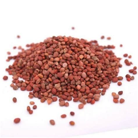 Buy Radish Seeds (10 seeds) - Rs.15/- sale online India