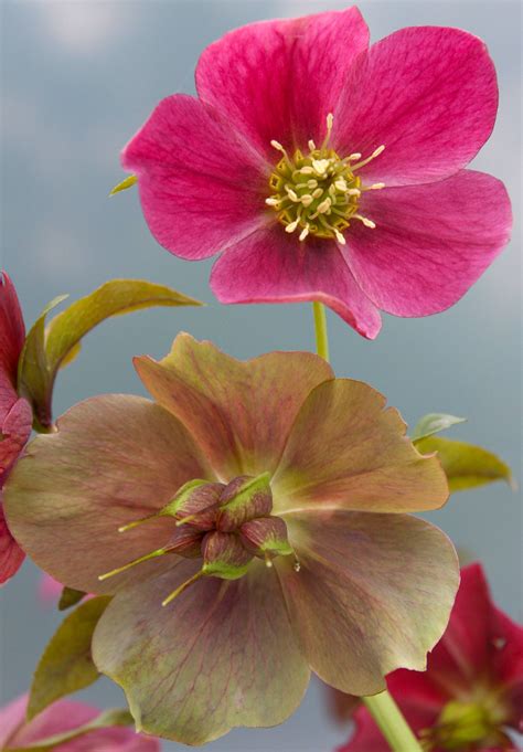 WSMAG.NET | Hellebores — Winter Garden Jewels | Featured, The Garden ...