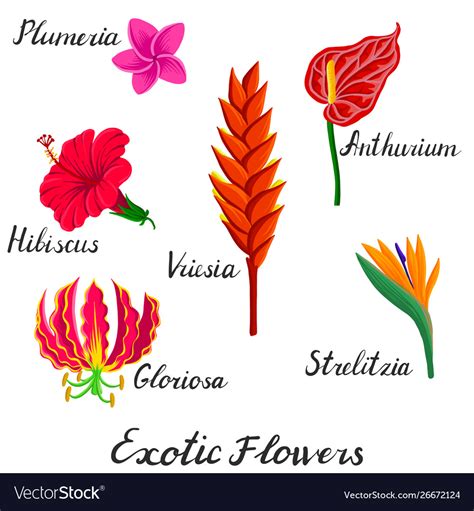 Tropical Flowers Pictures And Names