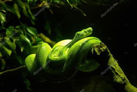 Green Boa Snake — Stock Photo © marimar8989 #2267549