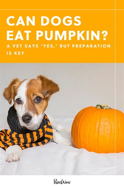 Can Dogs Eat Pumpkin? A Vet Says 'Yes,' But Preparation Is Key | lupon ...